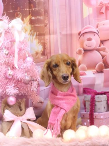 20241222しろくん